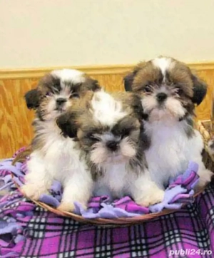 pui shitzu 2 luni vaccinat