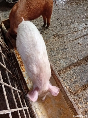 Vând 2 purcei 12 săptamâni  - imagine 3