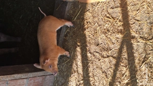 purcei metis de durok - imagine 3