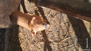 purcei metis de durok - imagine 5