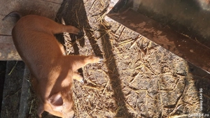 purcei metis de durok - imagine 4