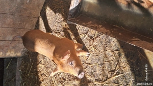 purcei metis de durok - imagine 2