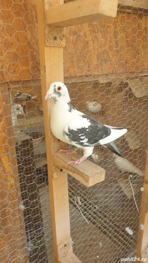 Ocazie! Vand 4 femele voiajor sport, sanatoase, ingrijite! - imagine 4