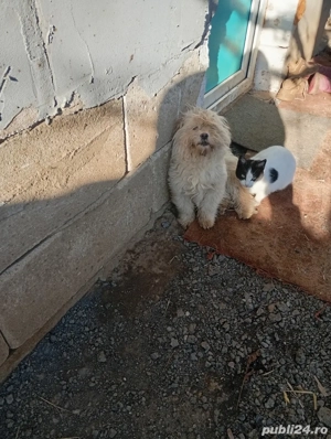 Bishon maltez - imagine 5