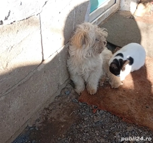 Bishon maltez - imagine 2