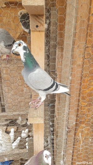 Ocazie! Vand 4 femele voiajor sport, sanatoase, ingrijite! - imagine 2