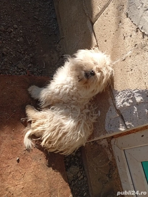 Bishon maltez - imagine 4