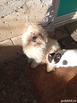 Bishon maltez - imagine 3