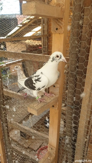 Ocazie! Vand 4 femele voiajor sport, sanatoase, ingrijite! - imagine 5