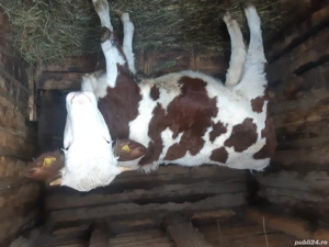 Vacii de vanzare - imagine 4