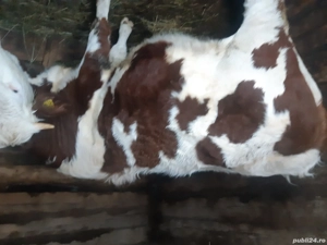 Vacii de vanzare - imagine 5