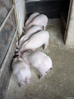 Purcei de 6 săptămâni - imagine 4