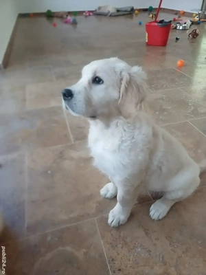 Pui Golden Retriever 2200 lei - imagine 3