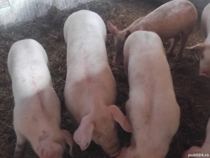 de vanzare soldani de carne pentru protap  - imagine 2