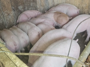 vând 14 soldani rasa de calitate de carne 40-45 kg mascul castrați femele disponibile 