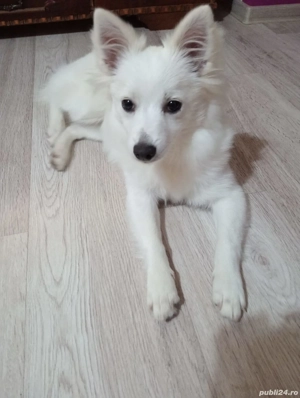 Donez catelusa Spitz japonez 