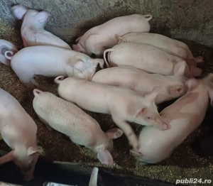 Purcei de vânzare 8 săptămâni  - imagine 2