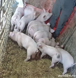 Purcei de vânzare 8 săptămâni  - imagine 4