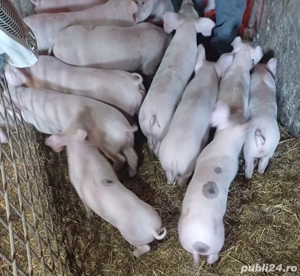 Purcei de vânzare 8 săptămâni  - imagine 5