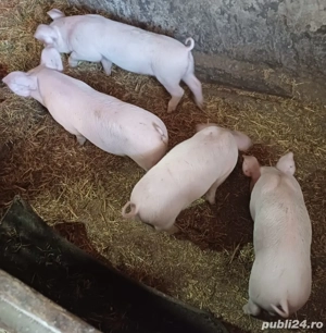 Purcei de vânzare 8 săptămâni  - imagine 3