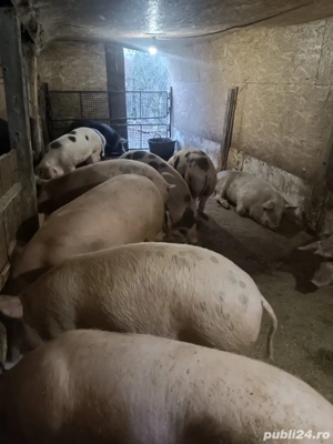 De vanzare porci  - imagine 3