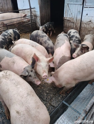 Vând porci 