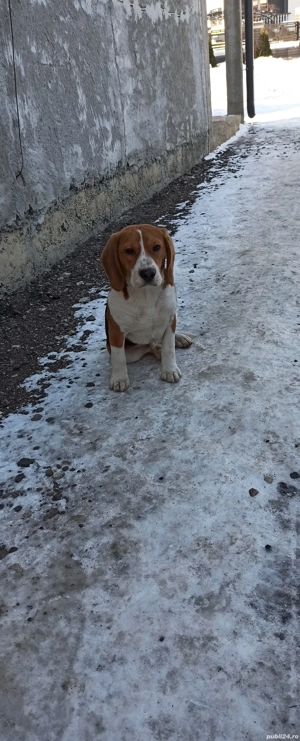 Beagle jucăuș (prea jucăuș pentru energia de care dispun eu) caută o nouă casă!!! - imagine 2