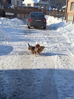 Beagle jucăuș (prea jucăuș pentru energia de care dispun eu) caută o nouă casă!!! - imagine 4