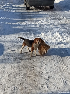 Beagle jucăuș (prea jucăuș pentru energia de care dispun eu) caută o nouă casă!!!