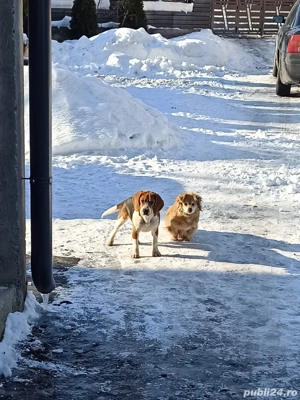 Beagle jucăuș (prea jucăuș pentru energia de care dispun eu) caută o nouă casă!!! - imagine 5