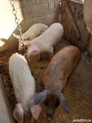 Grasuni 6 luni de vanzare - imagine 3