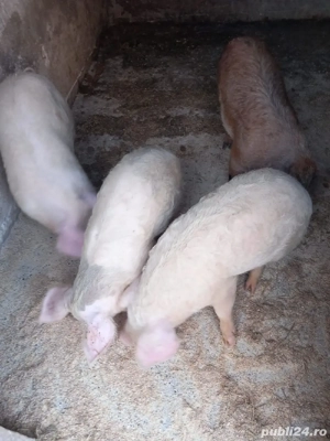 Grasuni 6 luni de vanzare - imagine 2