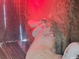 Purcei trecuți de 7 săptămâni  - imagine 5