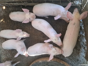 Purcei trecuți de 7 săptămâni  - imagine 2