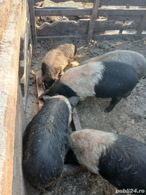 vand purcei bazna - imagine 2