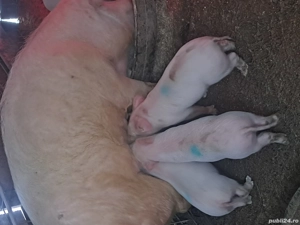 Purcei trecuți de 7 săptămâni  - imagine 4