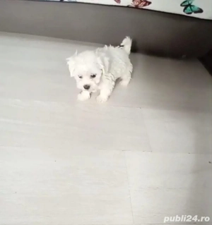 Bichon maltez mini toy