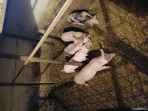 Vand 5 purcei de 12 saptamani - imagine 3