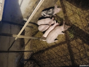 Vand 5 purcei de 12 saptamani - imagine 2