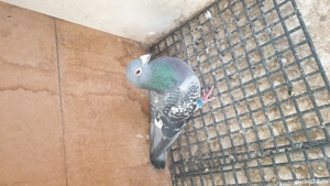 Ocazie! Vand mascul voiajor sport, an 2023, ochii albi, zburat! - imagine 5