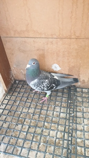 Ocazie! Vand mascul voiajor sport, an 2023, ochii albi, zburat! - imagine 4