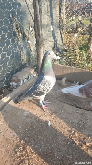 Ocazie! Vand mascul voiajor sport, an 2023, ochii albi, zburat! - imagine 2