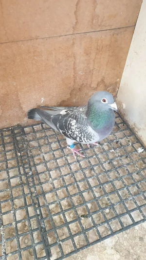 Ocazie! Vand mascul voiajor sport, an 2023, ochii albi, zburat! - imagine 3