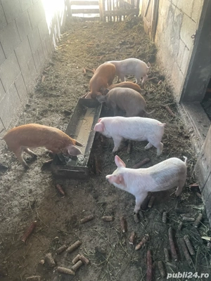 Purcei de vanzare ! - imagine 3