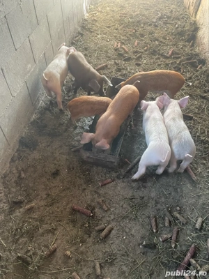 Purcei de vanzare ! - imagine 2