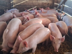 vând purcei de 12 săptămâni 25-27  kg(masculi castraţi)