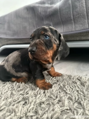 Vand teckel arlechin 