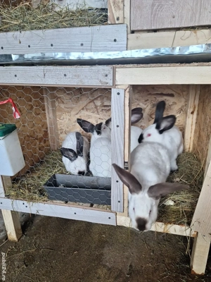 Vind Uriaș de Transilvania 