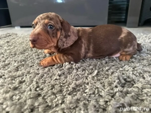 Vand teckel arlechin 