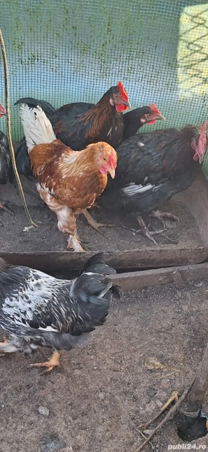 Vând cocoși de casă - imagine 4